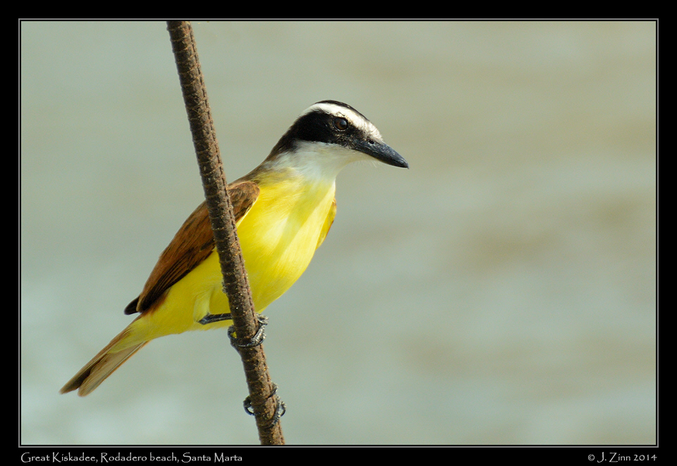 great_kiskadee_1838a