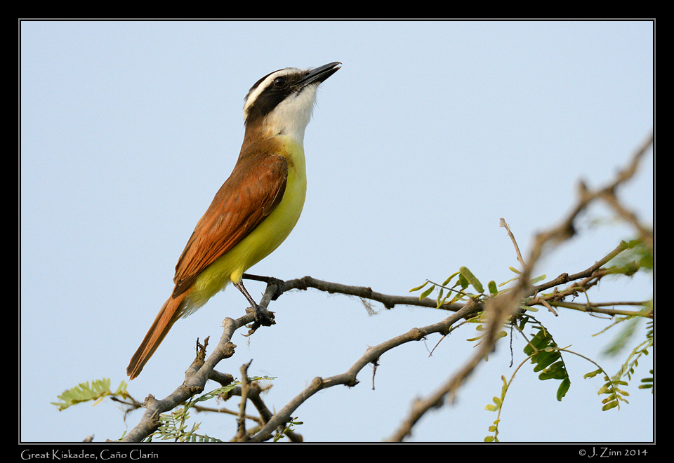 great_kiskadee_9153b