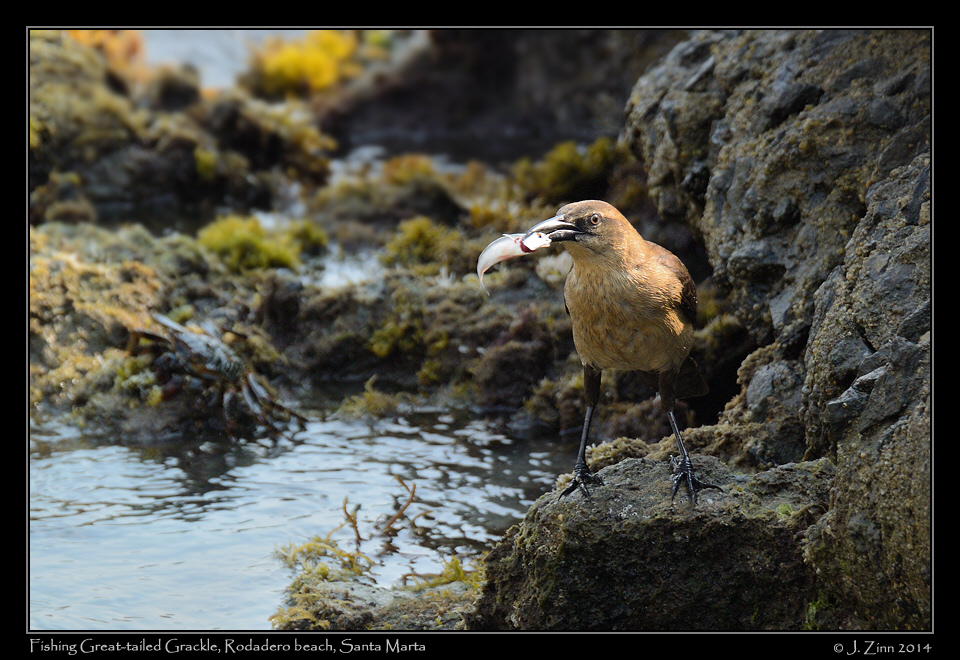 great_tailed_grackle_1785a