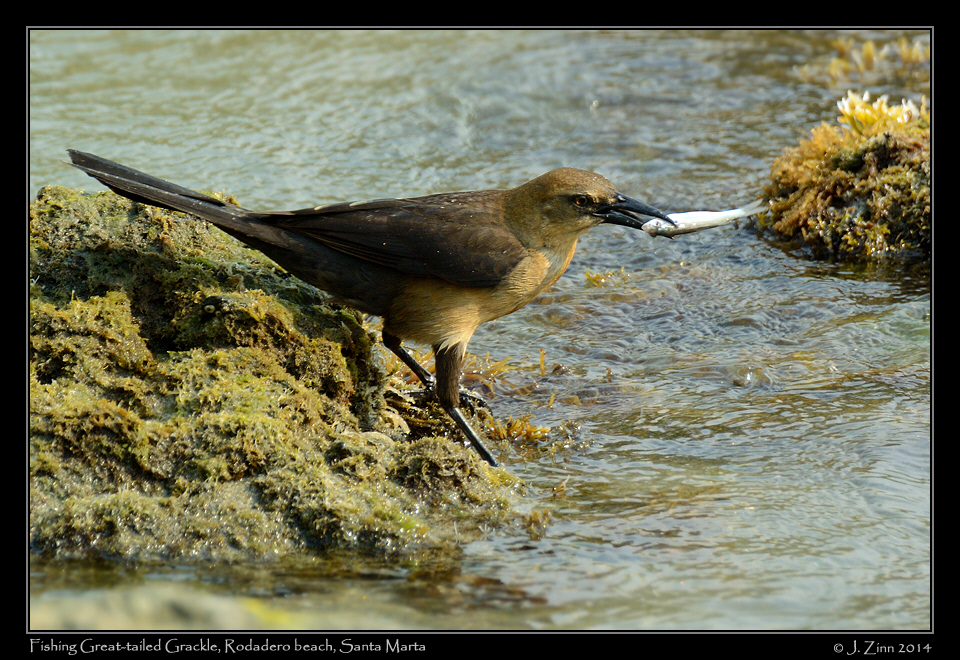 great_tailed_grackle_1842a
