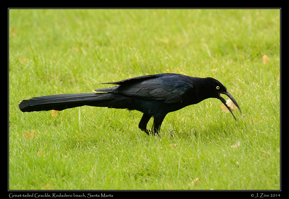 great_tailed_grackle_1902a