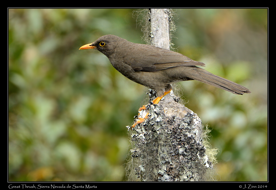 great_thrush_0645a