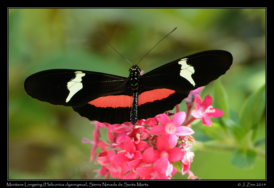 heliconius_clysonymus_0378a