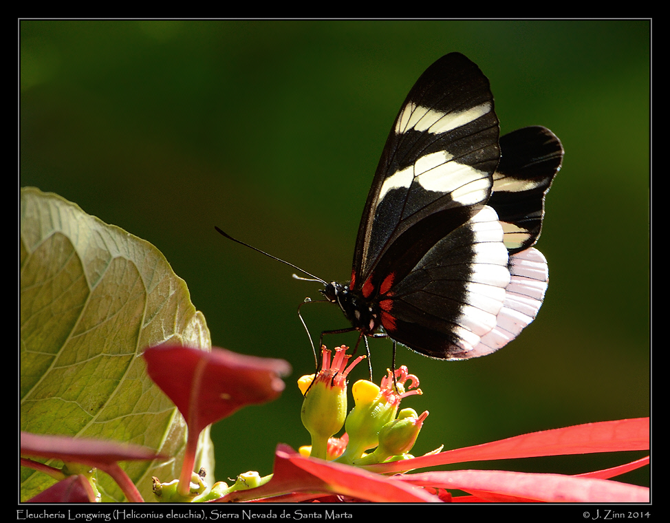 heliconius_eleuchia_0383a
