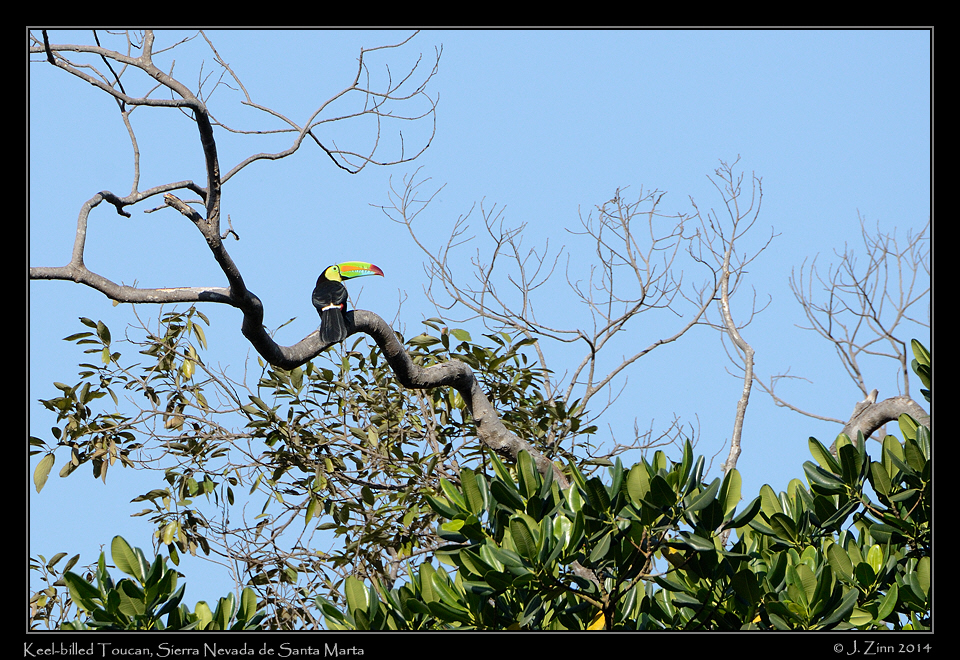keel_billed_toucan_0872b