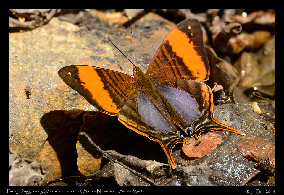 marpesia_marcella_0430a
