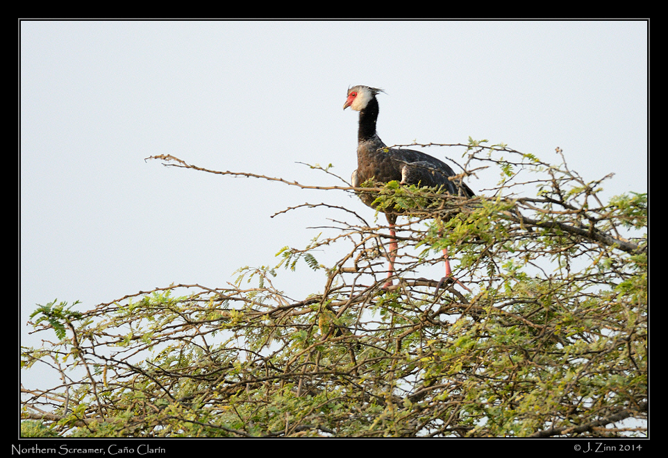northern_screamer_9145b