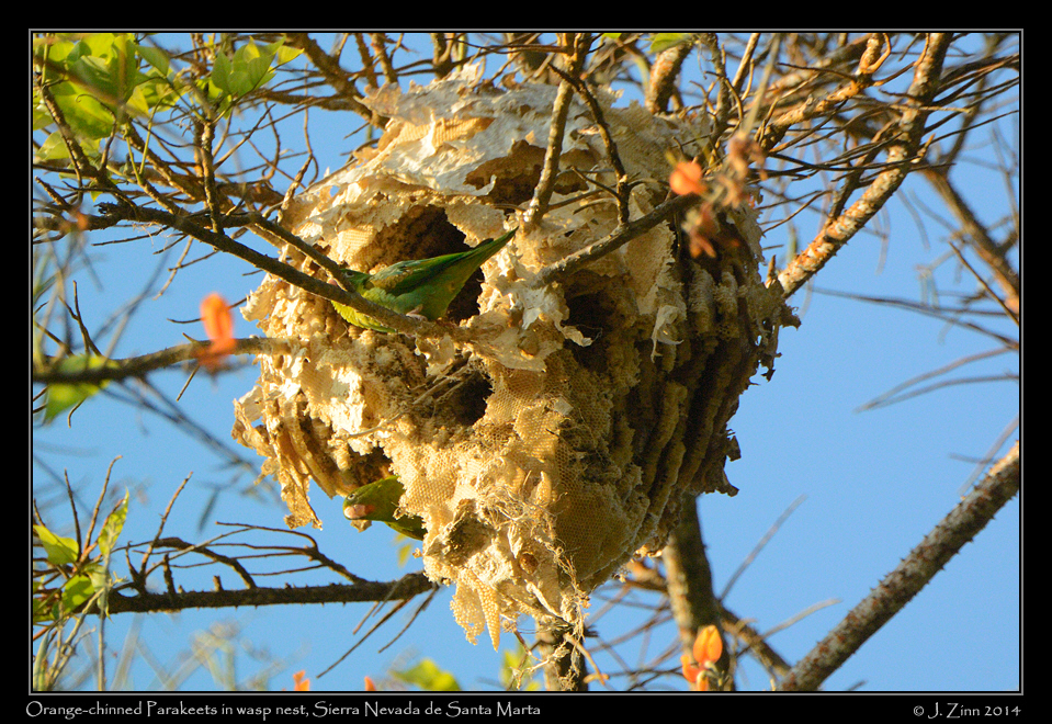 orange_chinned_parakeet_2425a