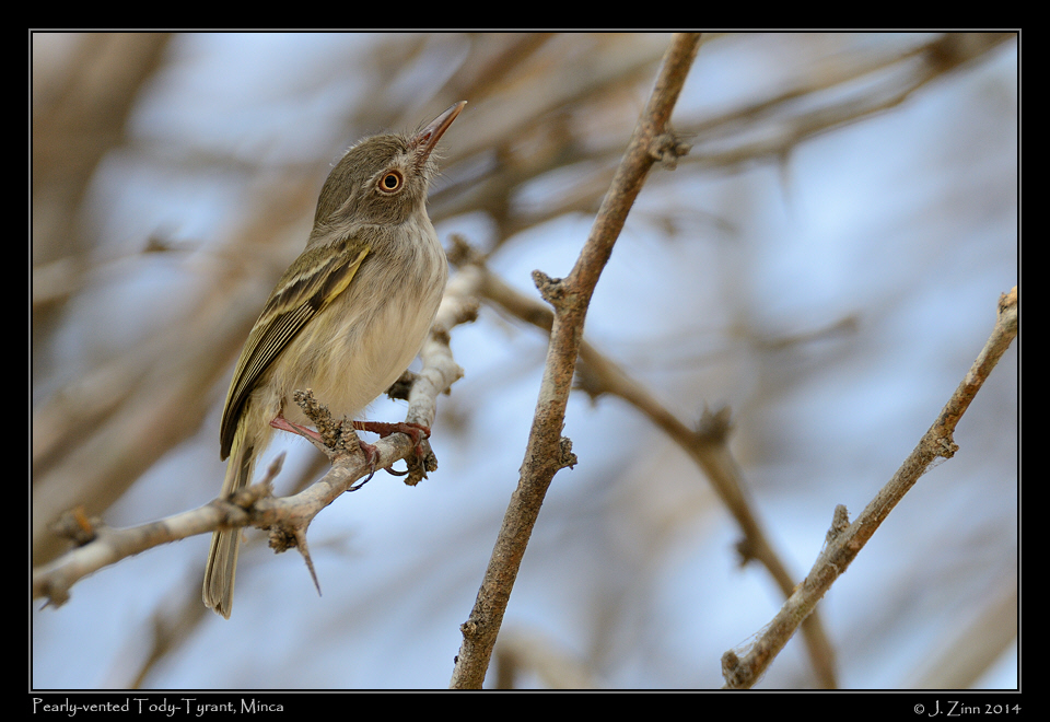 pearly_vented_tody_tyrant_9506a