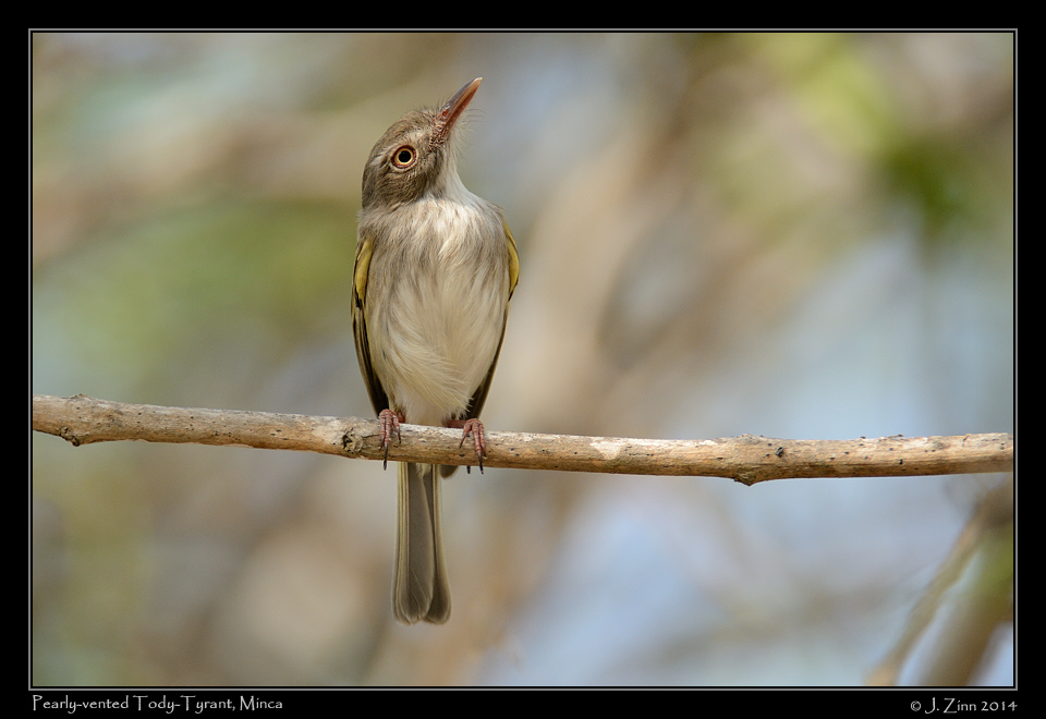 pearly_vented_tody_tyrant_9521a