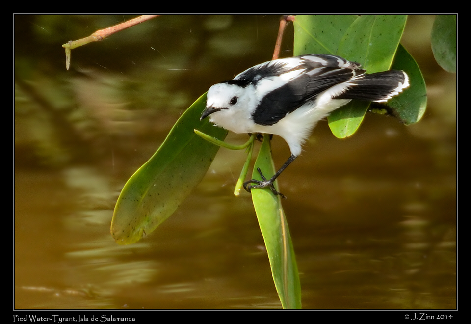 pied_water_tyrant_9317a
