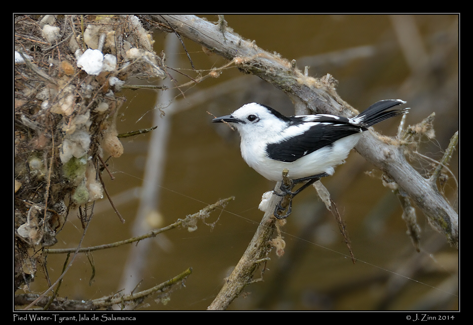 pied_water_tyrant__9397a