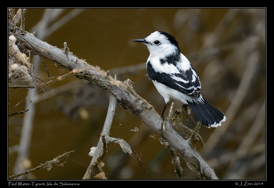 pied_water_tyrant__9405aw