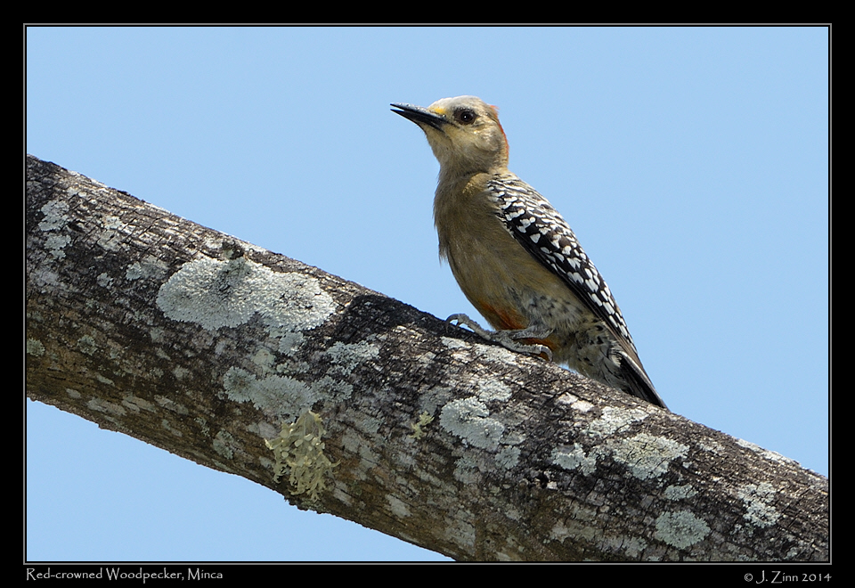 red_crowned_woodpecker_9733a
