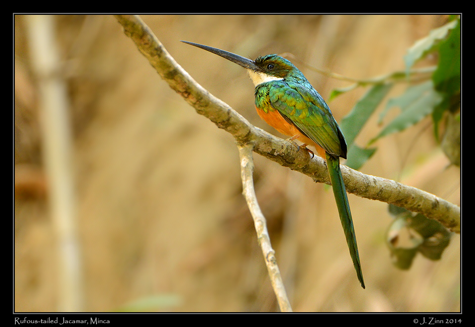 rufous_tailed_jacamar_0985a