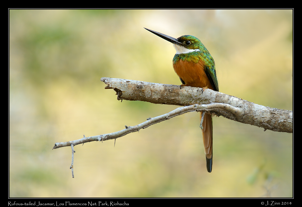 rufous_tailed_jacamar_1304a