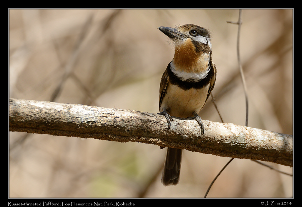 russet_throated_puffbird_1647a