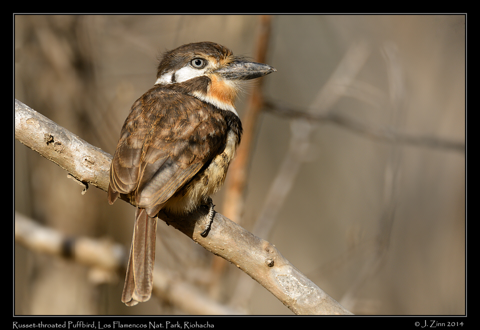 russet_throated_puffbird_1766a