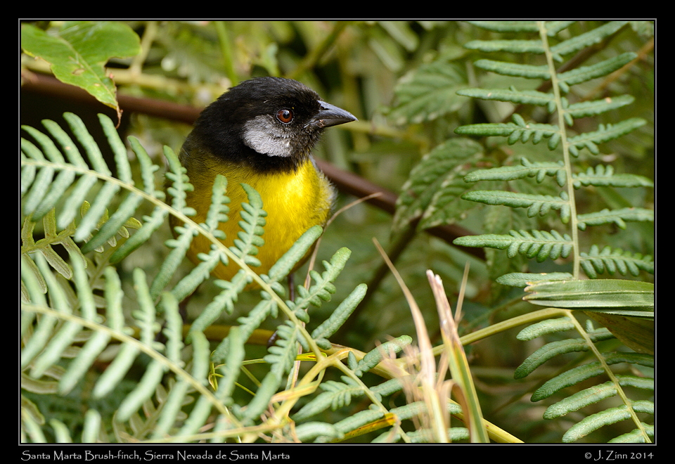 santa_marta_brush_finch_0634b