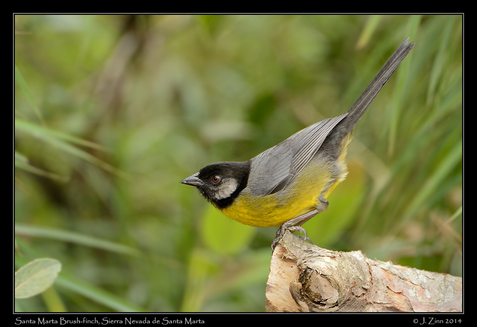 santa_marta_brush_finch_0653a