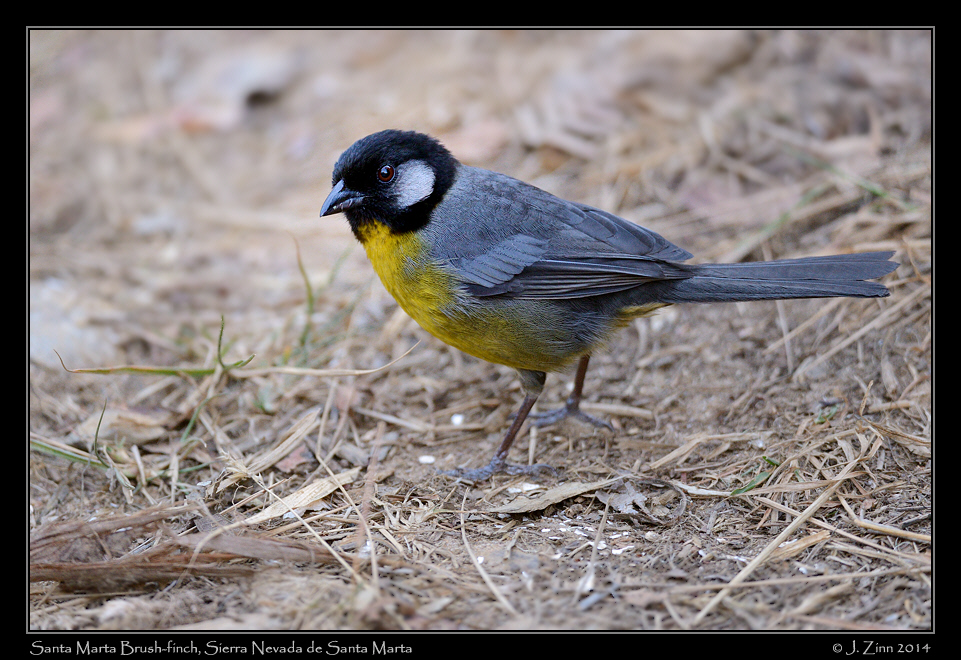 santa_marta_brush_finch_9955a
