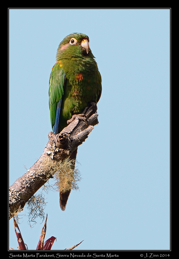 santa_marta_parakeet_0681a
