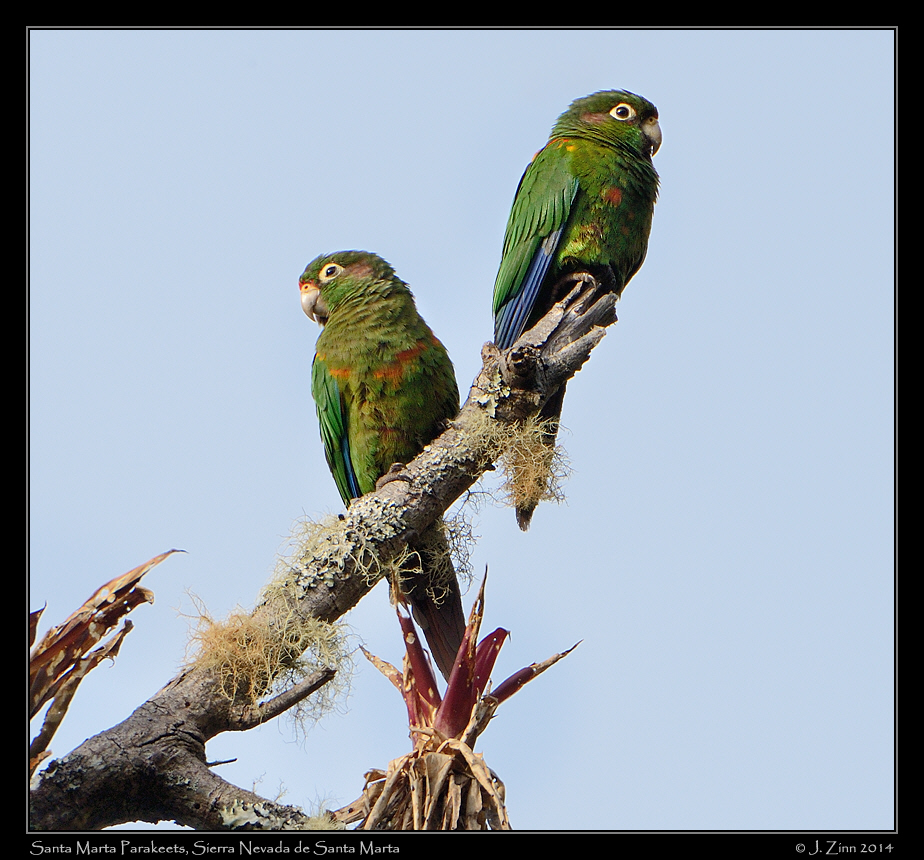 santa_marta_parakeet_0739a