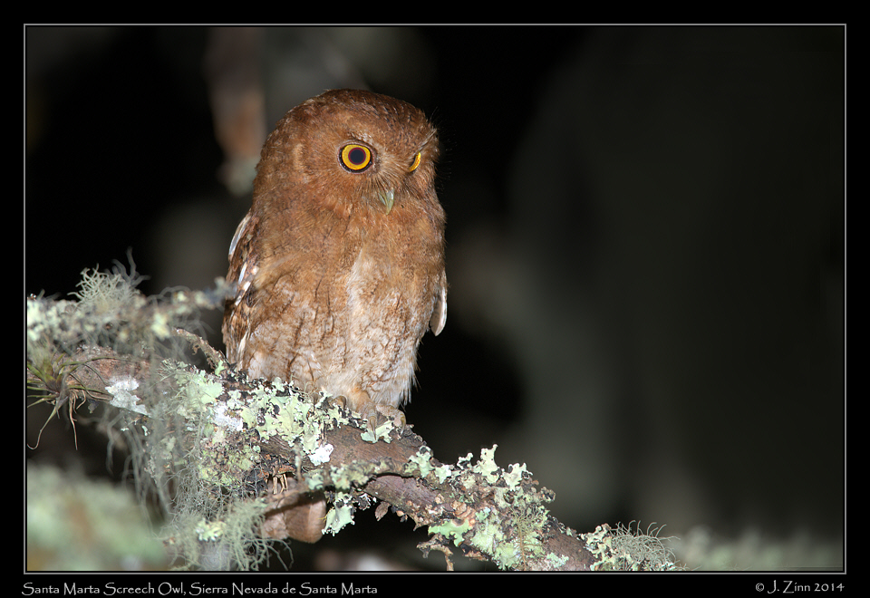 santa_marta_screech_owl_9943a