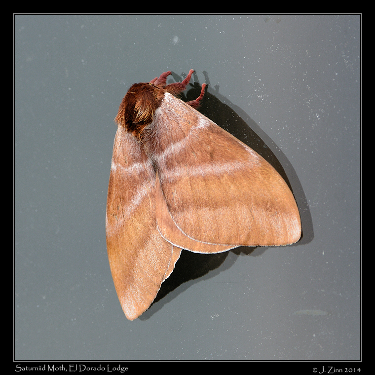 saturniid_moth_0589a