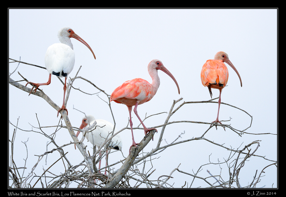 scarlet_ibis_1812b