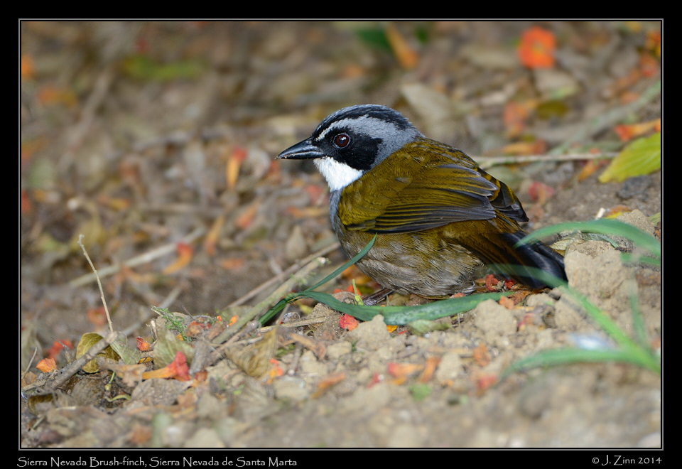 sierra_nevada_brush_finch_0235a