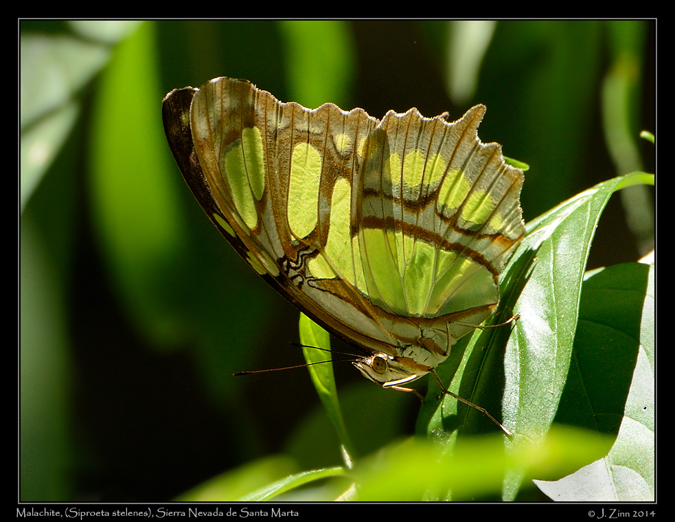 siproeta_stelenes0433a
