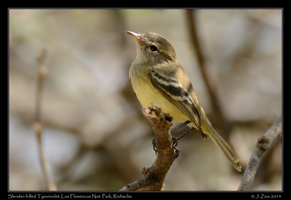 slender_billed_tyrannulet_1387a