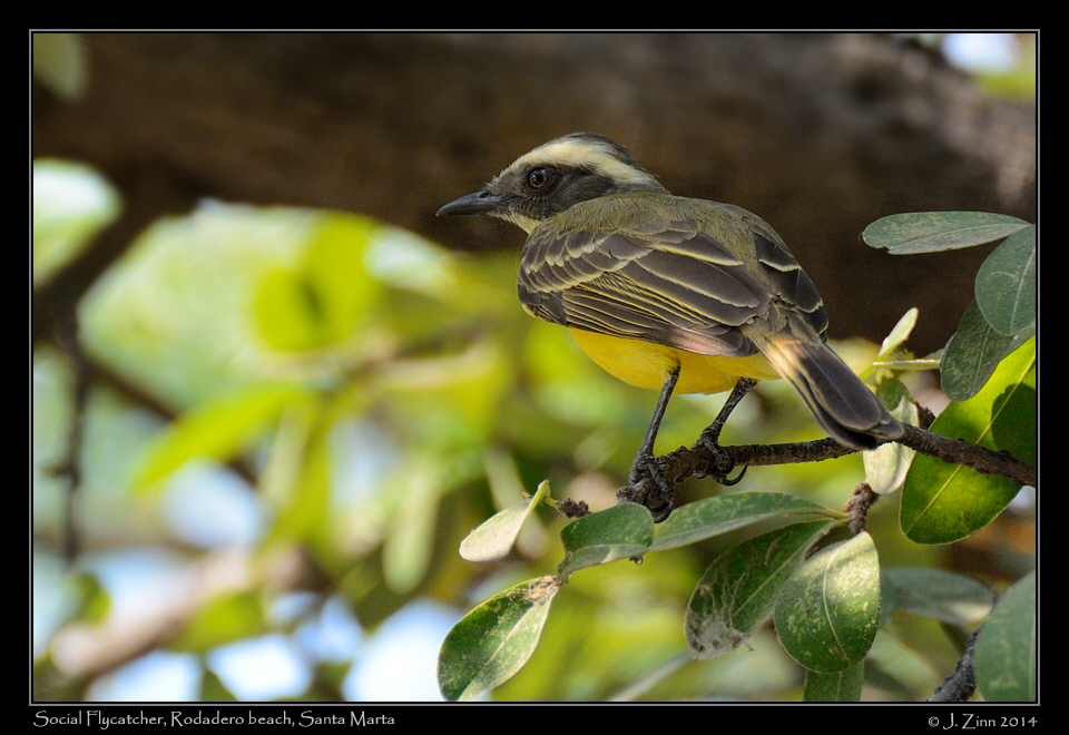 social_flycatcher_1777a