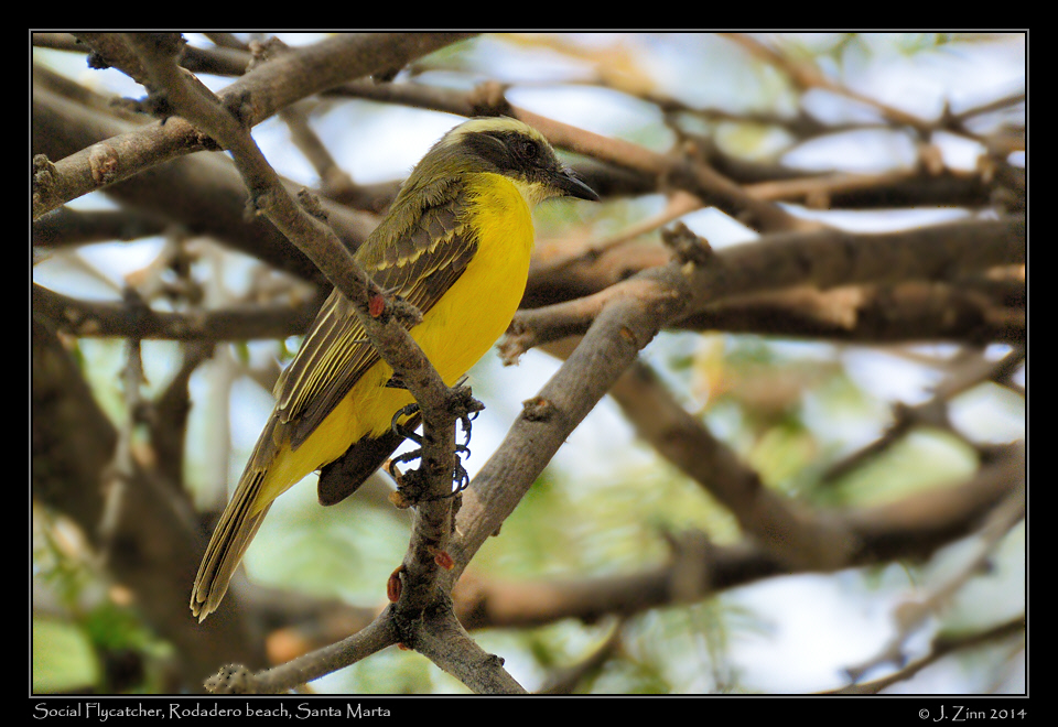 social_flycatcher_1976a