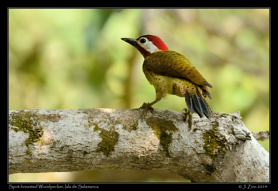 spot_breasted_woodpecker_9294a