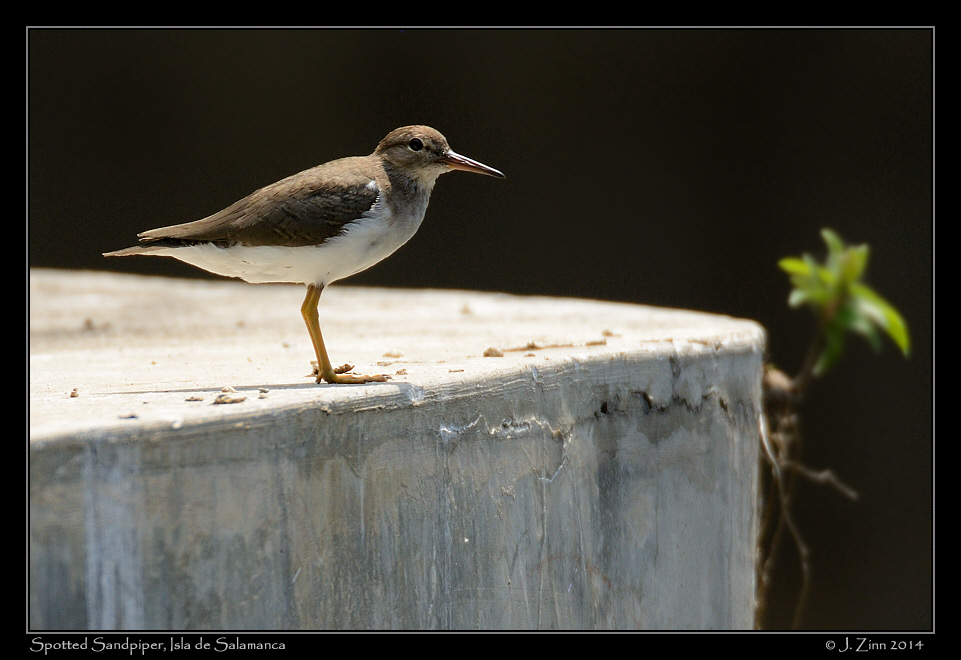 spotted_sandpiper_9463a