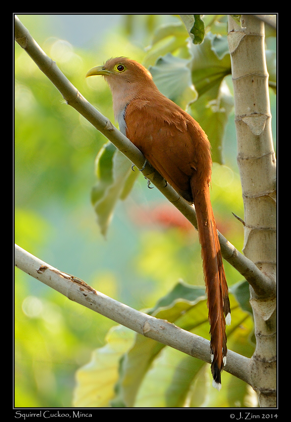 squirrel_cuckoo_1238b