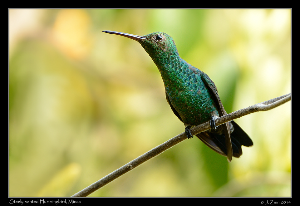 steely_vented_hummingbird_1026a