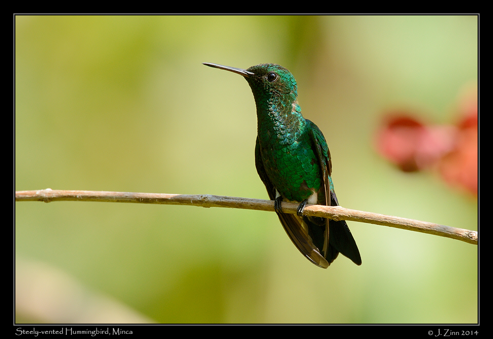 steely_vented_hummingbird_9885a