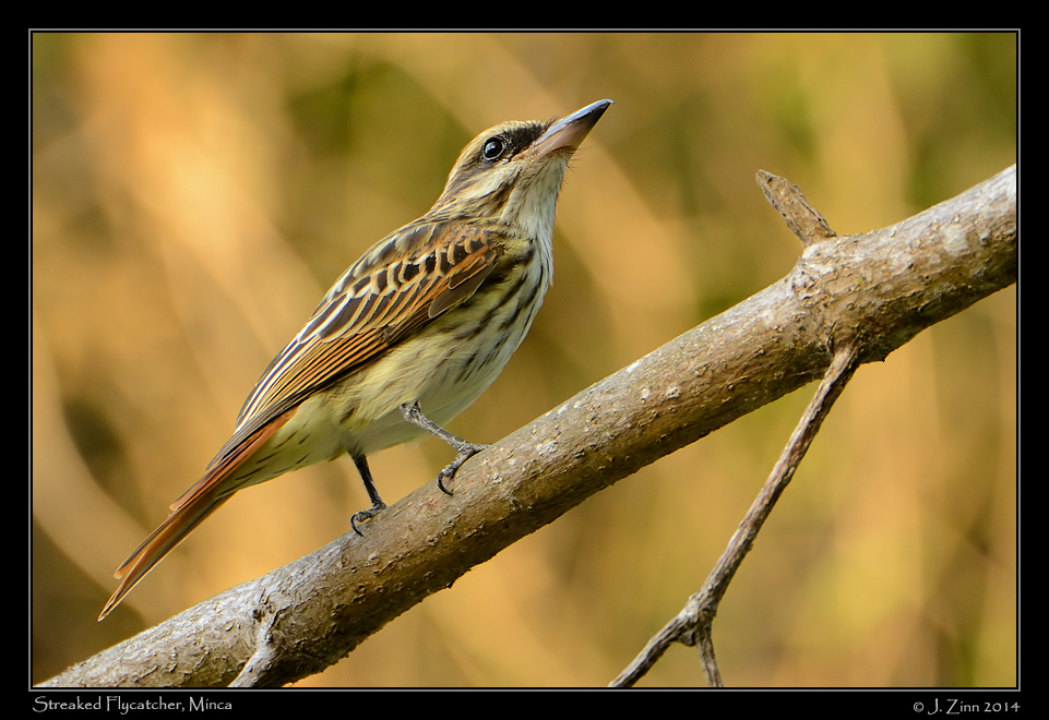 streaked_flycatcher_9618b