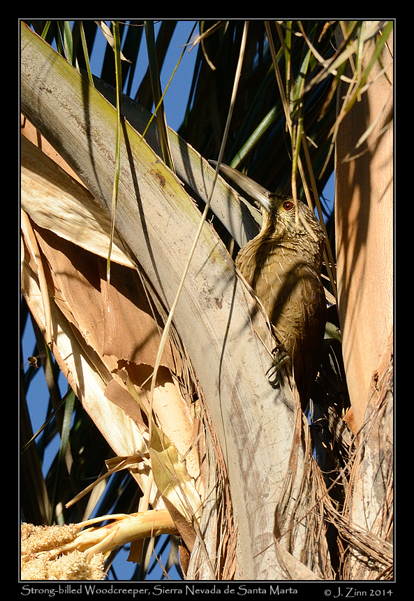 strong_billed_woodcreeper_9978a