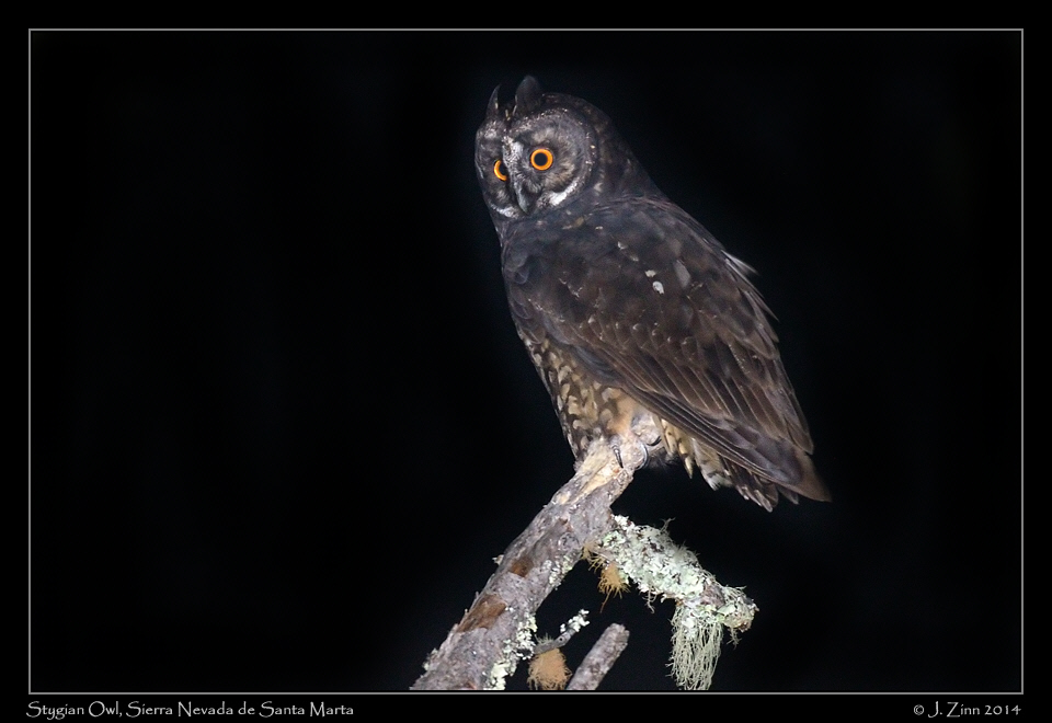 stygian_owl_9950a