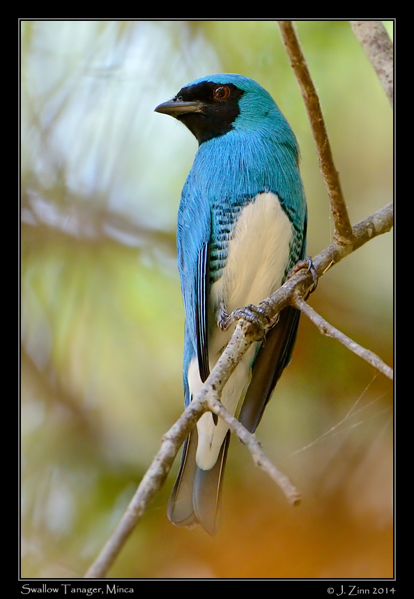 swallow_tanager_9661b