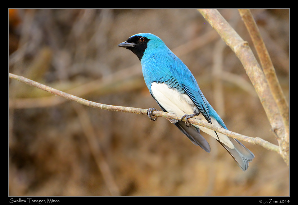 swallow_tanager_9681a