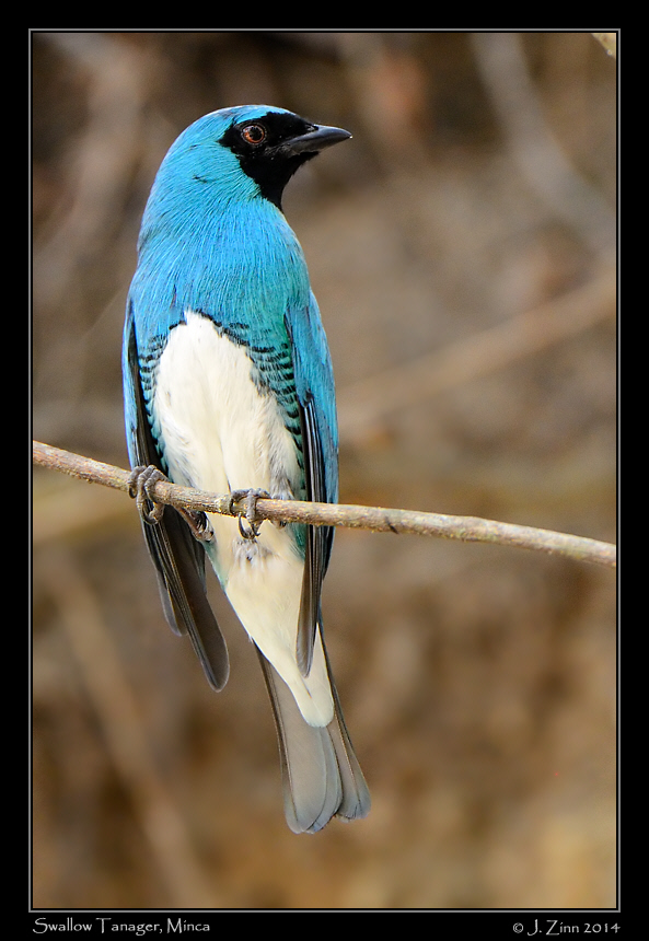 swallow_tanager_9690b