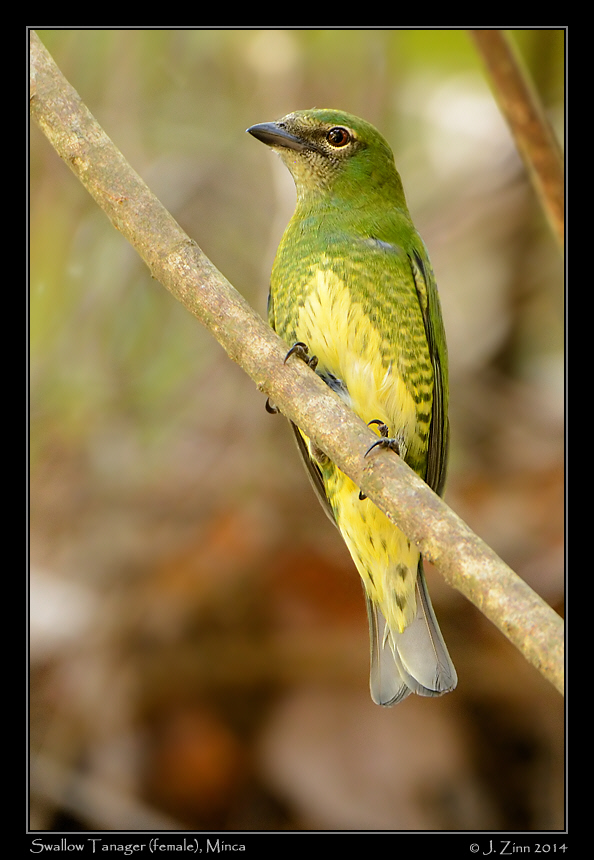swallow_tanager_9704a