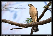  Bi-colored Hawk, Los Flamencos National Park, Riohacha � Janet Zinn 2014