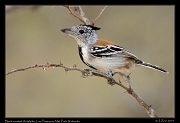  Black-crested Antshrike, Los Flamencos National Park, Riohacha � Janet Zinn 2014