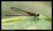  Damselfly, Sierra Nevada de Santa Marta � Janet Zinn 2014